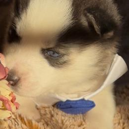 Tux - Black and white male Siberian Husky puppy in Atlanta, Georgia from Lobban Huskies