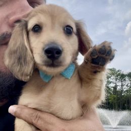 Dachshund Puppies from Island Farms Mimi’s Dachshunds Florida