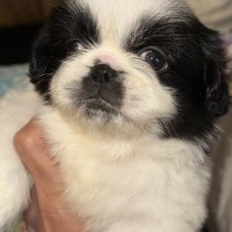 Susie - White female Pekingese puppy in Leachville, Arkansas from Green’s Pekingese