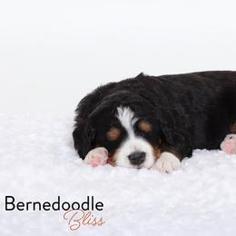 Bernedoodle Puppies from Bernedoodle Bliss