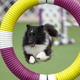 Shetland Sheepdogs from Kinetic Shetland Sheepdogs