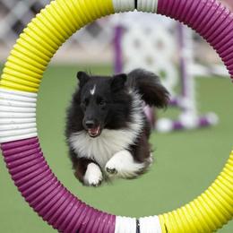 Shetland Sheepdogs from Kinetic Shetland Sheepdogs
