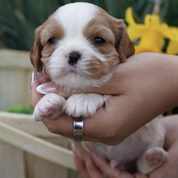 Gatlin - Blenheim male Cavalier King Charles Spaniel puppy in Lula, Georgia from Cavaliers by Crumley