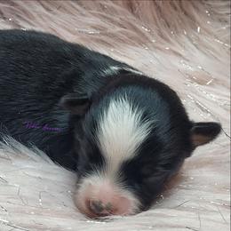 Raine - Black tri female Miniature Australian Shepherd puppy in Deer Park, Washington from Rodeo Aussies
