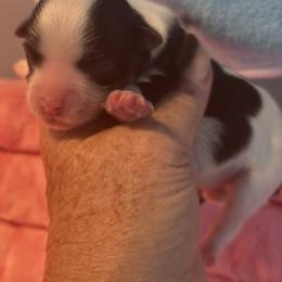Chocolate and white female - Chocolate female Havanese puppy in East Lansing, Michigan from VanCort's Happy Havanese