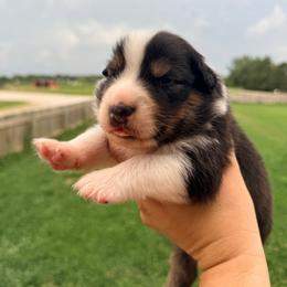 Fred - Black tri-color male Australian Shepherd puppy in Ashland, Ohio from SS Australian Shepherds