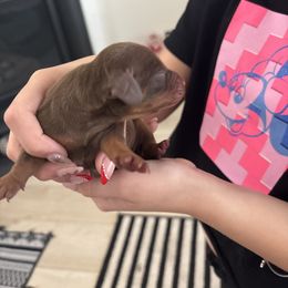Mary - Chocolate and tan female Dachshund puppy in Tomball, Texas from Gutierrez House of Doxies