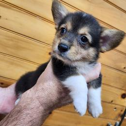 Shirley girl 6 - Black and white female American Corgi puppy in Hampton, Tennessee from TC Farms Stock Dogs - Miniature Australian Shepherds