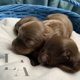 Dachshund Puppies from L & A Dachshunds