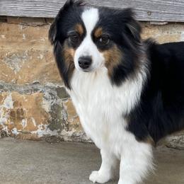 Australian Shepherds, Miniature American Shepherds, Miniature Australian Shepherds, and Toy Australian Shepherds from OR Aussies