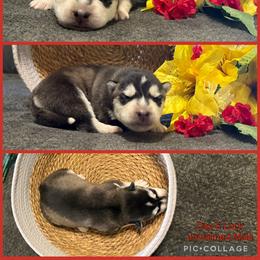 Lock - Black and white male Siberian Husky puppy in Canton, Ohio from Bleu Skies Siberian Huskies