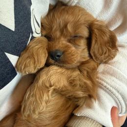 Bean - Red male Cavapoo puppy in River Falls, Wisconsin from Dottie's Doodles