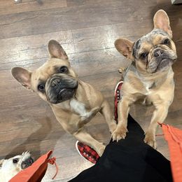 French Bulldog All Grown Up from Dama Hill Frenchies