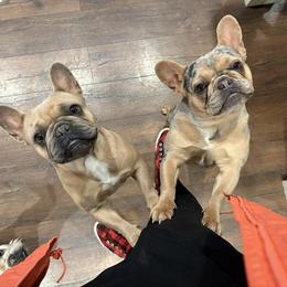 French Bulldog All Grown Up from Dama Hill Frenchies