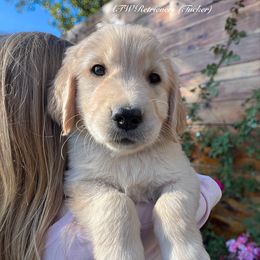 Boy 2 (for family ) - Golden male Golden Retriever puppy in Murfreesboro, Tennessee from ATW Retrievers
