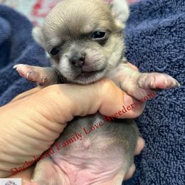 Luna Runt - Fawn and white female Chihuahua puppy in Chino Valley, Arizona from Dachshund Family Love Breeders