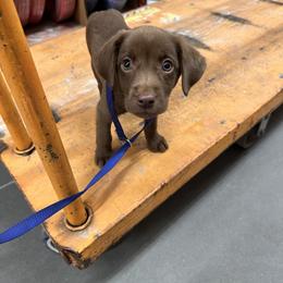 Labrador Retriever Puppies from Creekside Canines