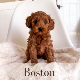Boston - Red  female Goldendoodle puppy in Melba, Idaho from KZ Doodles