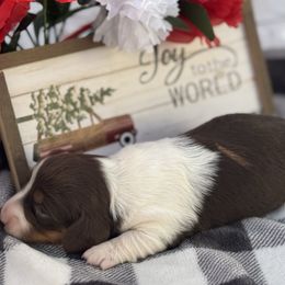 Carly - Piebald female Dachshund puppy in Colbert, Oklahoma from Brooke Crenshaw
