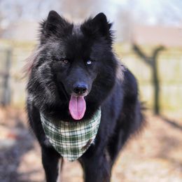 Silas - Siberian Husky