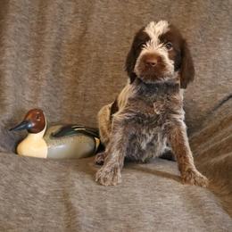 Bronze - Brown and gray female Wirehaired Pointing Griffon puppy in Afton, Wisconsin from Daehler's Wirehaired Pointing Griffons