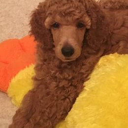 Poodles from Tennessee Valley Poodles
