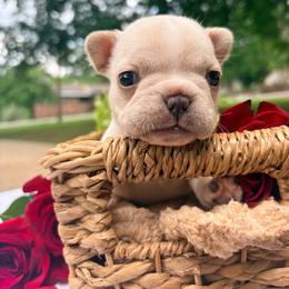 Bacon - Cream female French Bulldog puppy in Opelika, Alabama from Fancy Face Frenchies