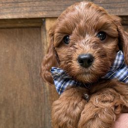 Cavapoos and Cockapoos from WoodHaven Pups MN