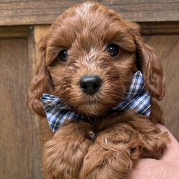 Cavapoos and Cockapoos from WoodHaven Pups MN