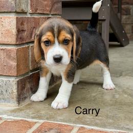 Carry - Black tan and white female Beagle puppy in Mansfield, Missouri from Rippee Creek Kennel