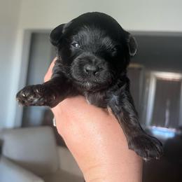 Bryan - Black and gold male Yorkipoo puppy in Calimesa, California from Teakwoodpoodleofsocal