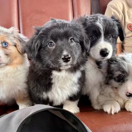 American Corgi puppies from Running M Sunrise Ranch