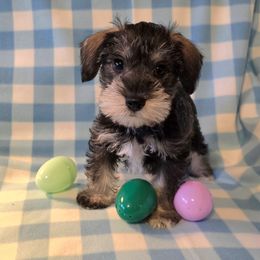 Miniature Schnauzer Puppies from Dorie's Mini Schnauzers