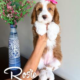 Rosie - Red female Bernedoodle puppy in South Jordan, Utah from Wonderful World Doodles
