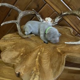 Ms.Green - Silver gray female Weimaraner puppy in Appling, Georgia from Georgia Line Weimaraners