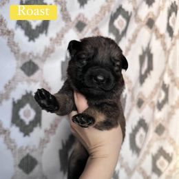 Roast - Sable male German Shepherd puppy in New Cambria, Missouri from Des Hausraben Shepherds