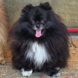 Tiny - Pomeranian
