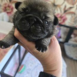 Boy 3 - Fawn male Pug puppy in Keysville, Georgia from Rollee Pollee Pugs