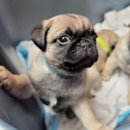French Bulldog and Pug Puppies from Circus Pugs & Frenchies