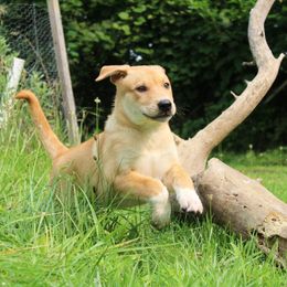 Carolina Dog Puppies from Williams Sweet Carolina