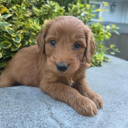 Minnesota - Red male Aussiedoodle puppy in Blackfoot, Idaho from Draper Mountain Doodles