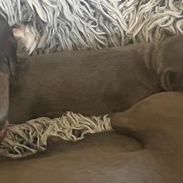 Italian Greyhound Puppies from Fisher Link