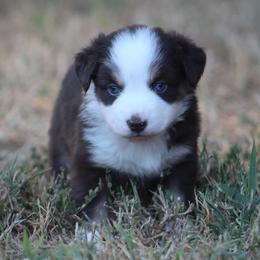 Girl 3 - female Australian Shepherd puppy in Wolfe City, Texas from Susan Warnock