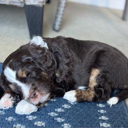Snickers - Brown and white male Bernedoodle puppy in Westfield, Indiana from Terri's Bernedoodles