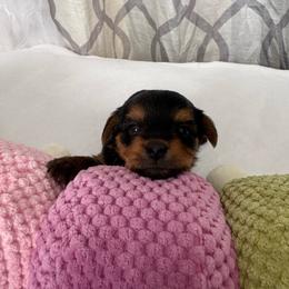 Cherry - Black and gold female Yorkshire Terrier puppy in Tamarac, Florida from Yorkiefamily7