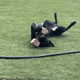 xDutch Shepherd All Grown Up from We Like it Ruff Working K9 Breeding and Training