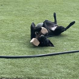 xDutch Shepherd All Grown Up from We Like it Ruff Working K9 Breeding and Training