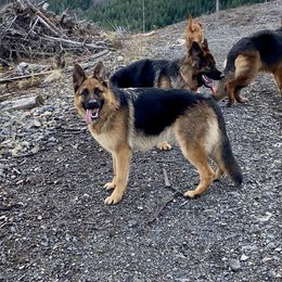 Kiwi - German Shepherd