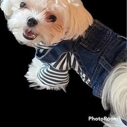 Cavapoo, Cockapoo, Maltese, and Poodle Puppies from Clearview Canines