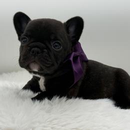 Dior - Brindle female French Bulldog puppy in Largo, Florida from Big Daddy Frenchies